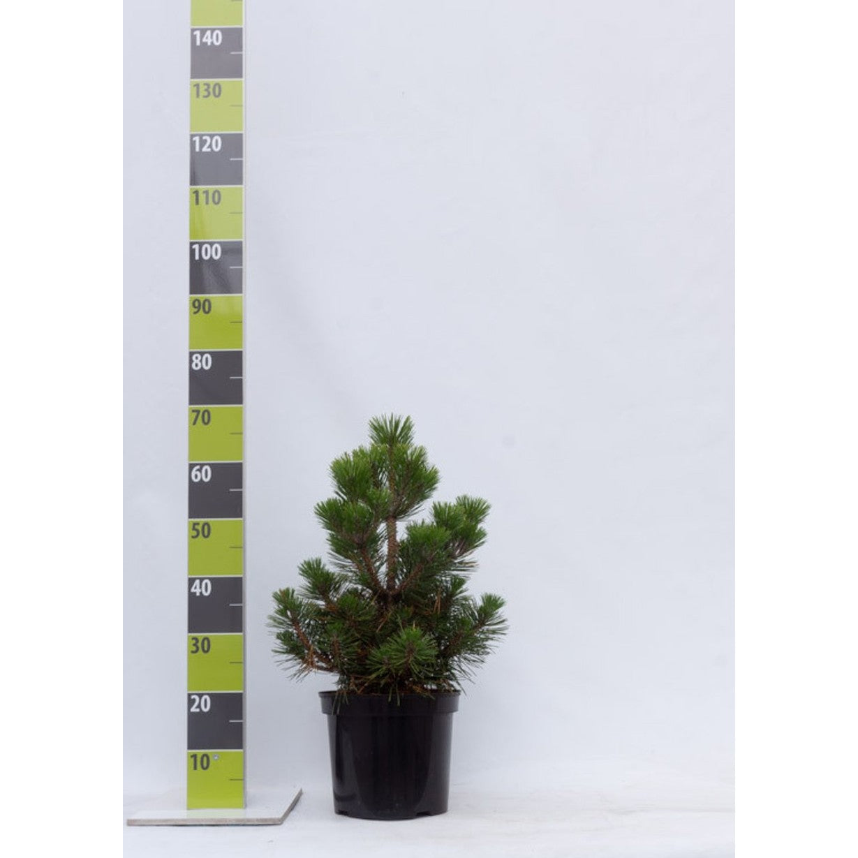 Japansk svarttall – Pinus thunbergii 'Maijima' - C7 40-50 CM